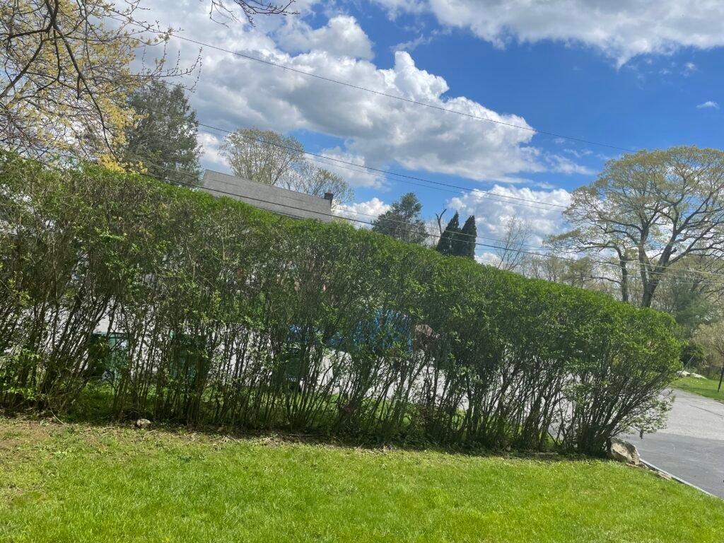 Expert Tree Plantings by Griffin’s Landscaping Peekskill NY