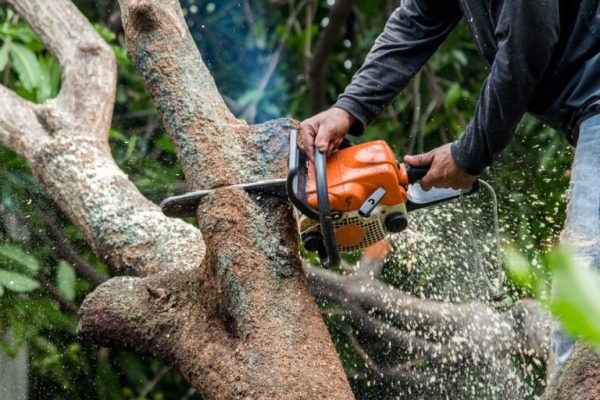 tree-trimming-specialists-in-augora-hills-768x513